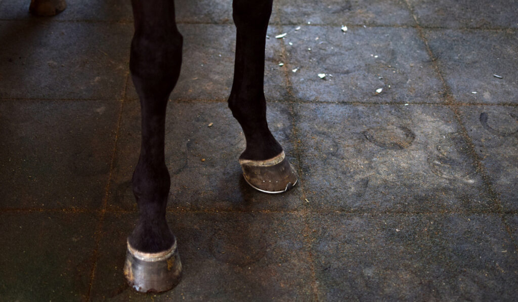 black horse legs 