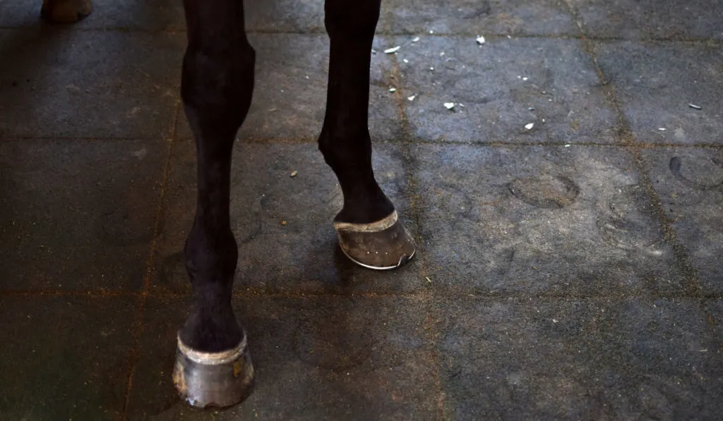 black horse legs