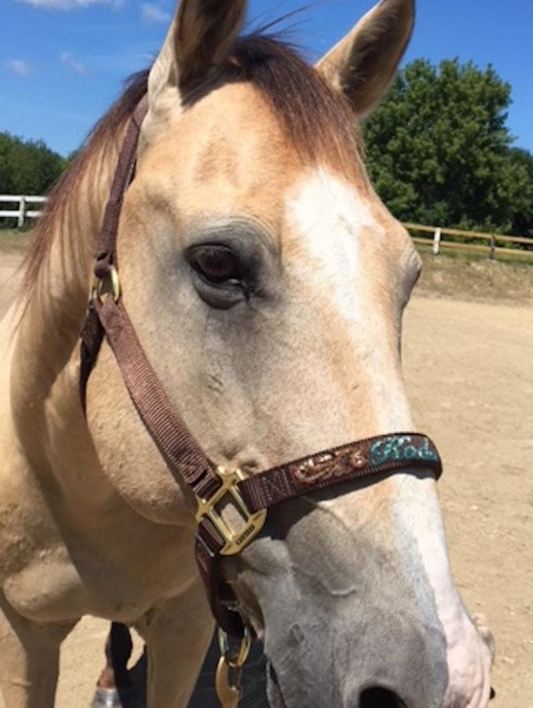 Etsy - Hand Beaded Personalized Nylon Horse Halter