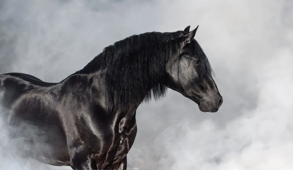 black spanish stallion