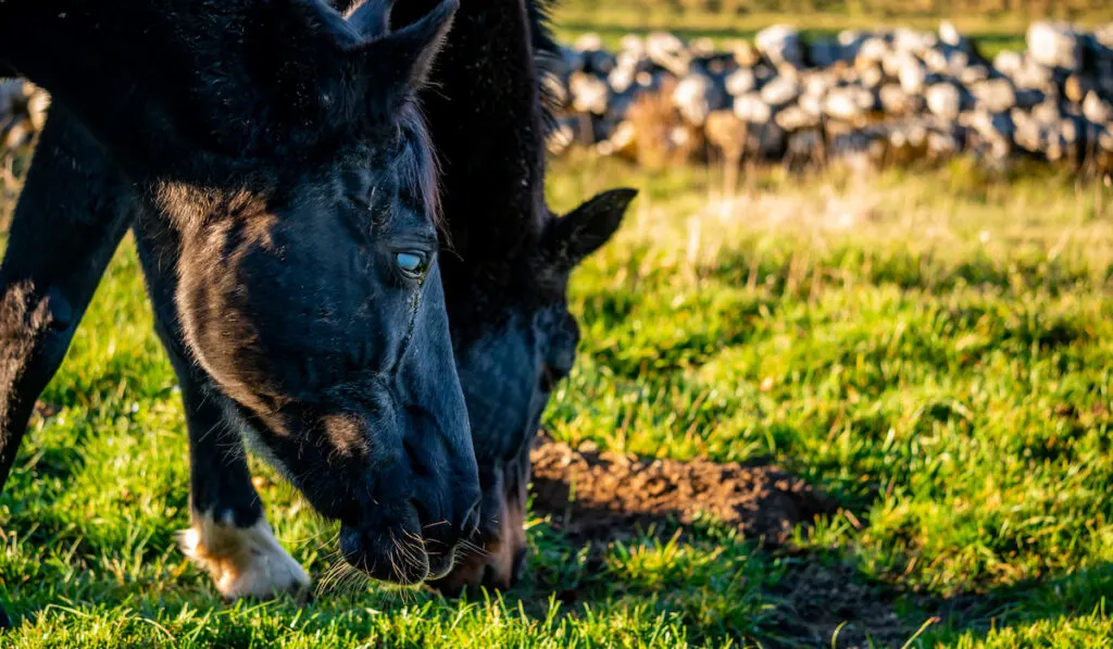 blind horse