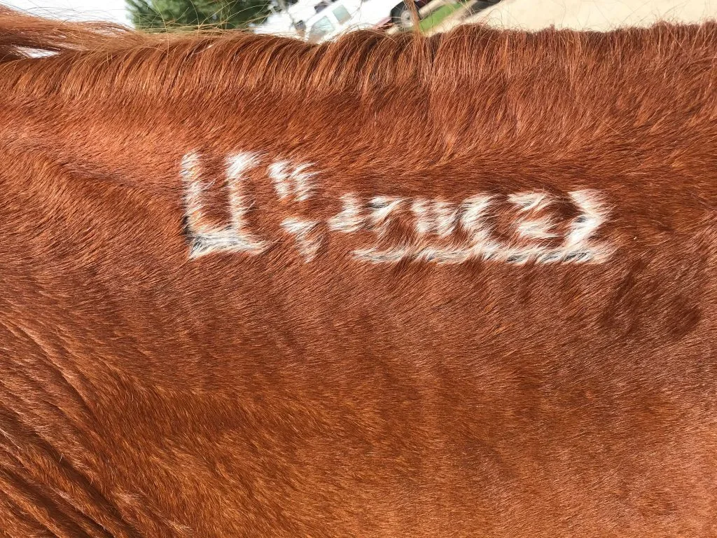 BLM brand on a curly horse