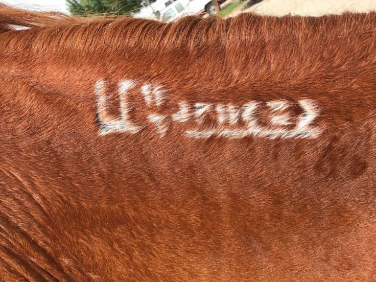 Decoding A Mustang Horse Brand Helpful Horse Hints