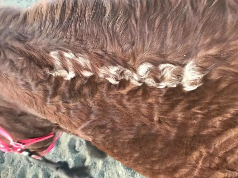 BLM brand on curly horse