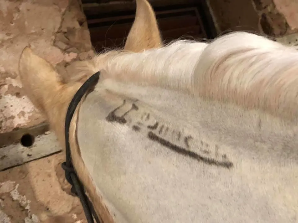 BLM brand on palomino horse 