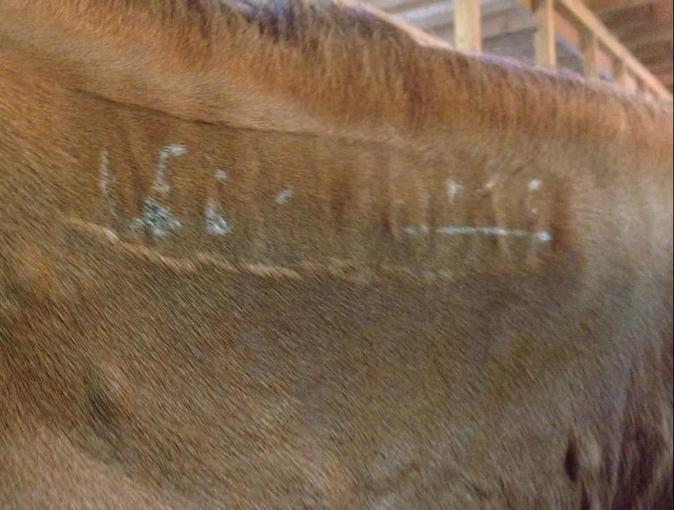 Unreadable BLM brand on brown horse 
