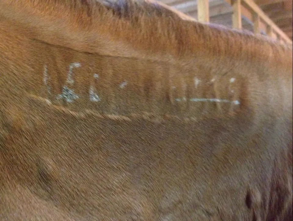 Unreadable BLM brand on brown horse