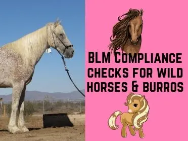 blm compliance checks