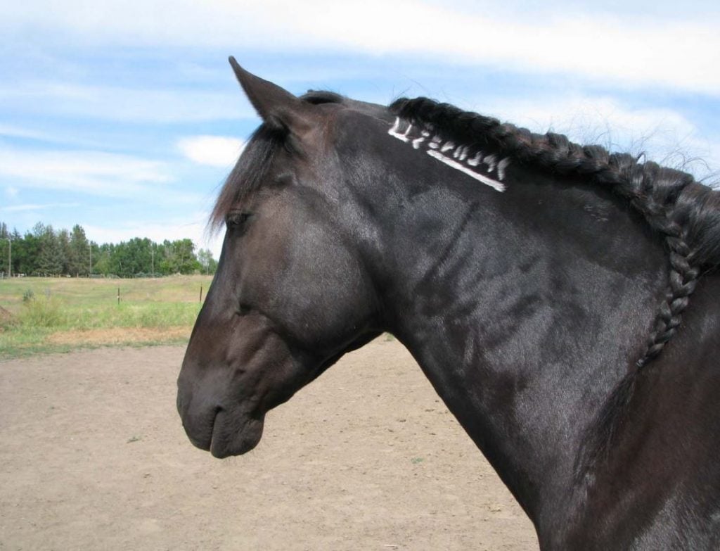 BLM horse freeze brand on black horse