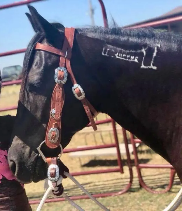 BLM mustang sale authority brand 
