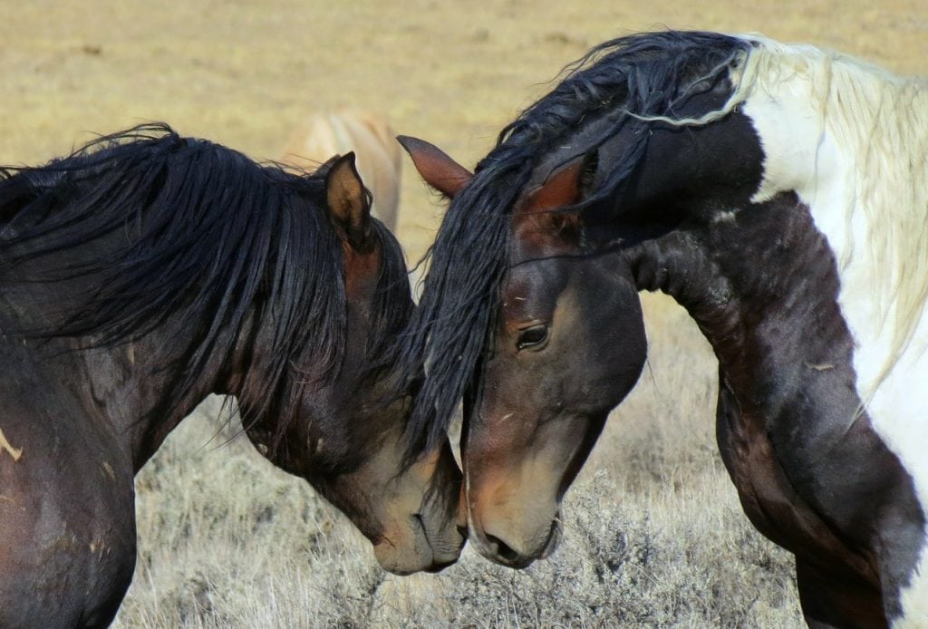 Two wild mustang horses in wyoming