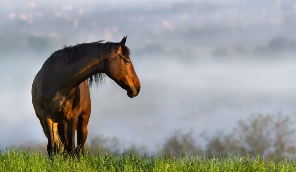 blood bay horse looking far