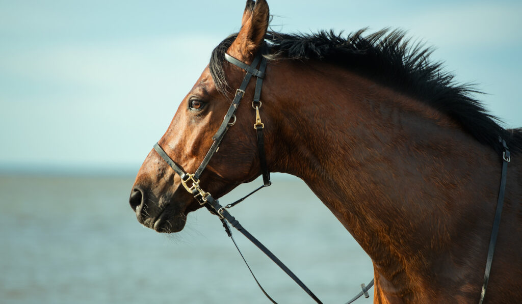 blood bay horse near the beach