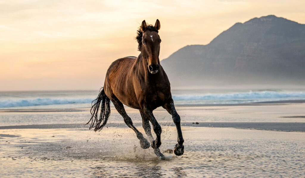 blood bay horse running down the beach