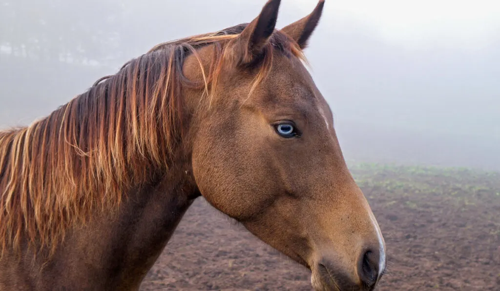 blue eyed horse