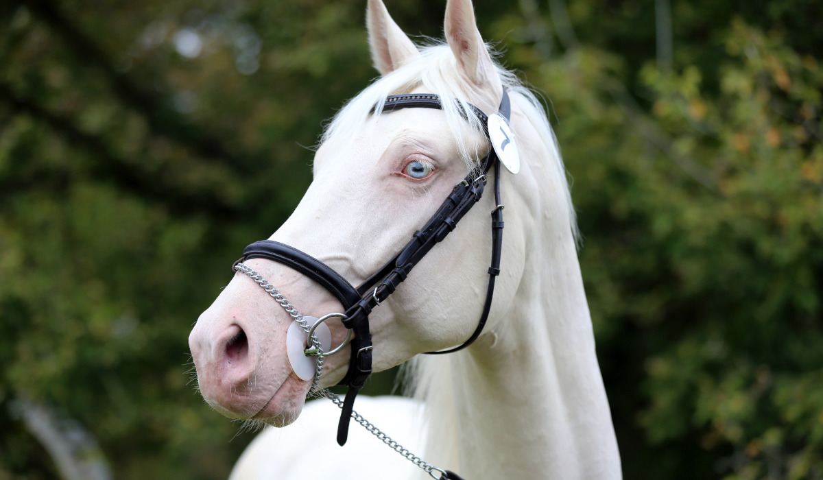 Portrait of perlino or cremello isabelline equine thoroughbred mare with blue eyes on blur foliage background