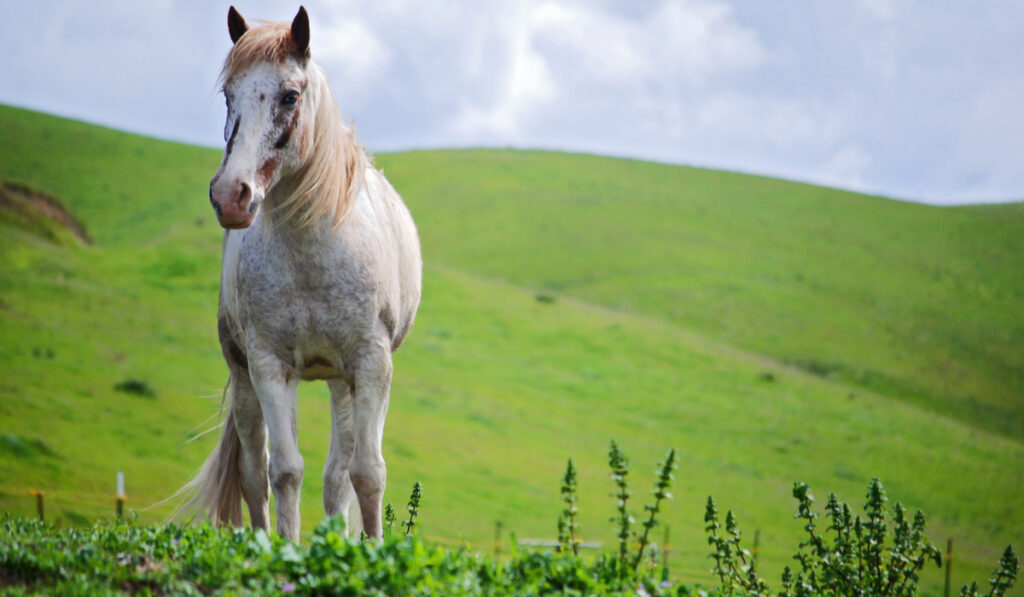 blueeyed tennessee walker  on meadow 