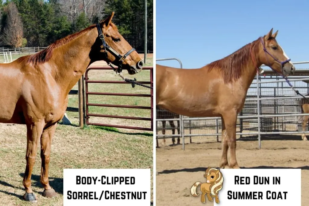 side by side picture of a body clipped sorrel and a red dun in summer coat