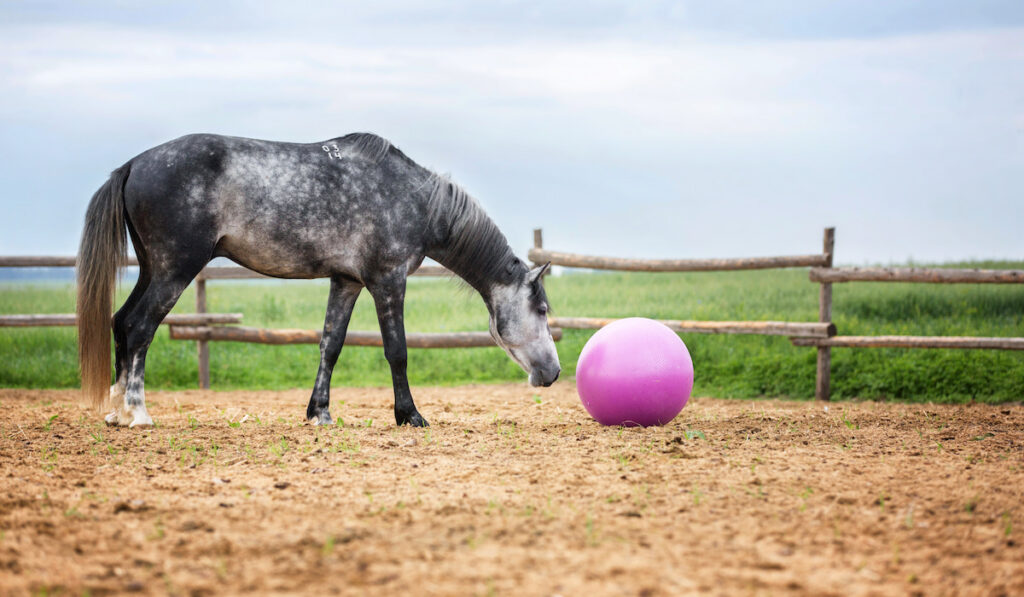 bored horse playing with a ball