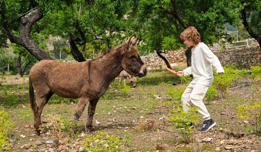  boy feeding donkey