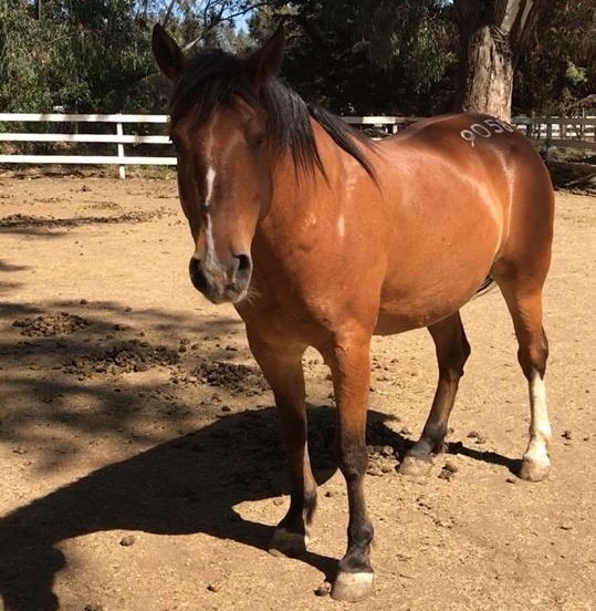 Branded blm mustang with hip brand in paddock