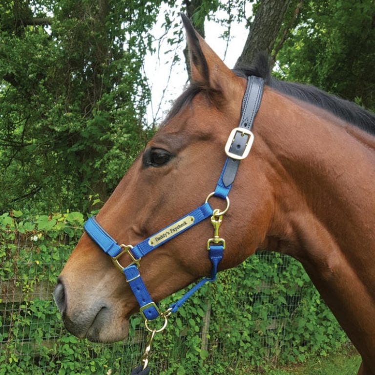 7 of the Most Awesome Personalized Horse Halters on the Web Helpful