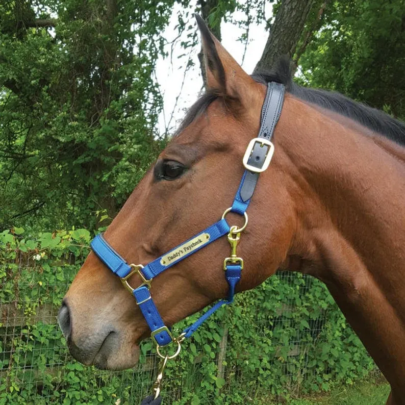 Brown horse with Padded Breakaway Horse Halter with Custom Name Plate