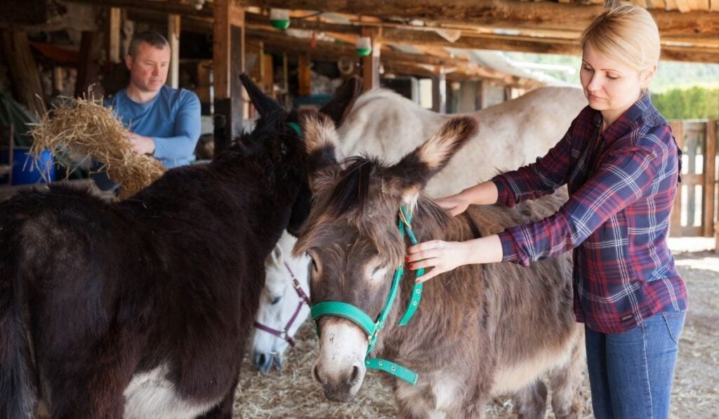 breeders working and taking care of the donkeys