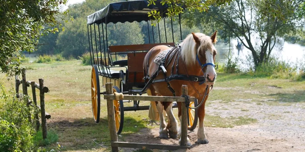 Breton horse pulling a carriage