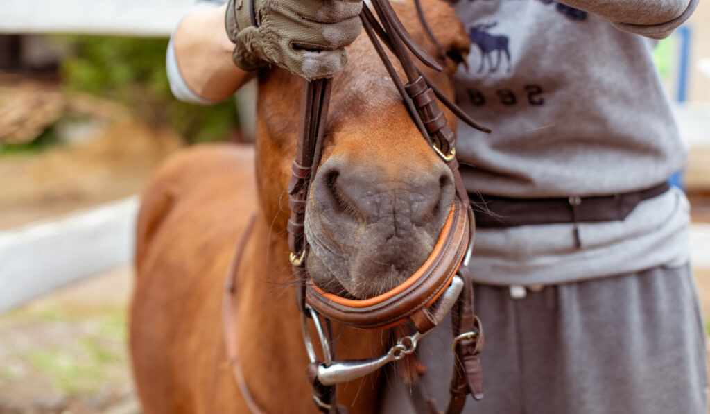 bridle and bit on horse muzzle