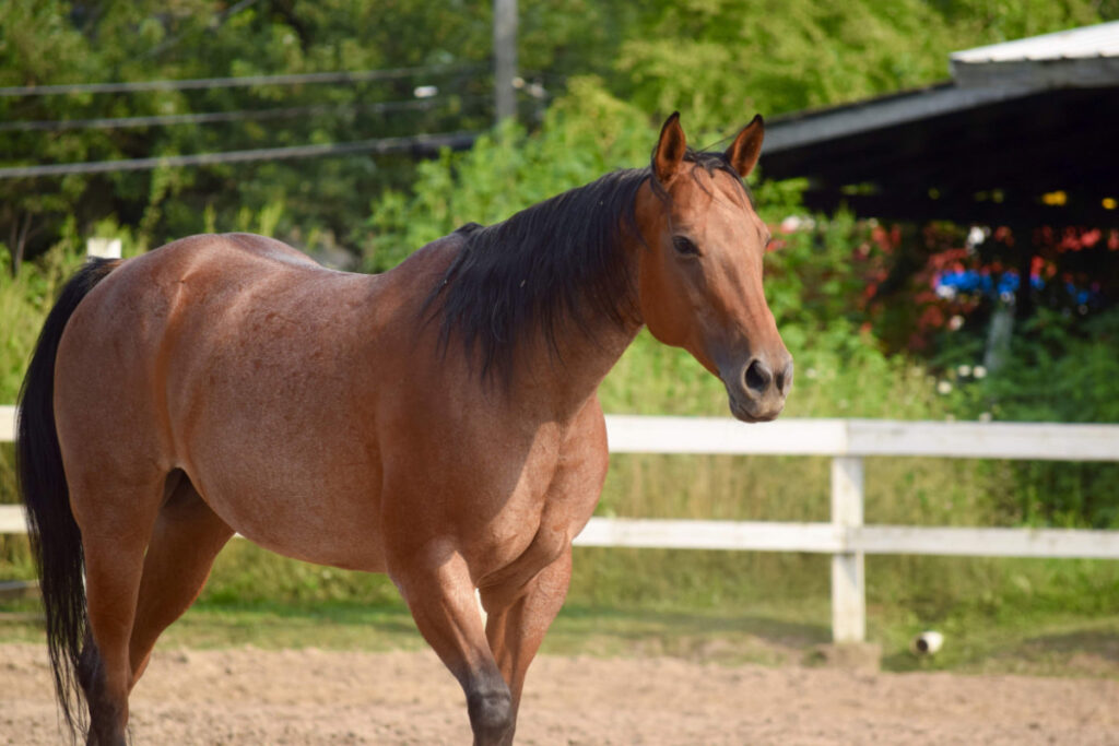 brown Roan horse standing in the stable