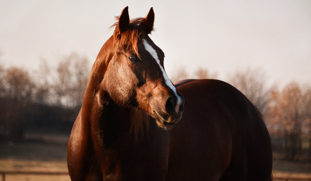 brown american quarter horse