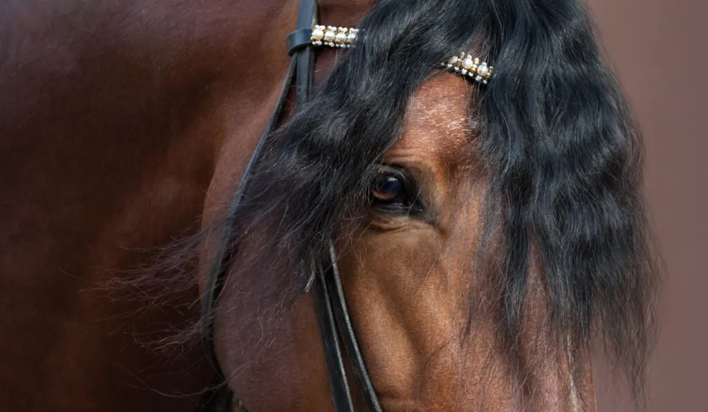 brown andalusian horse