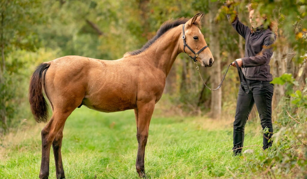 brown buckskin foal, the female owner stands next to the stallion Autumn Sun.