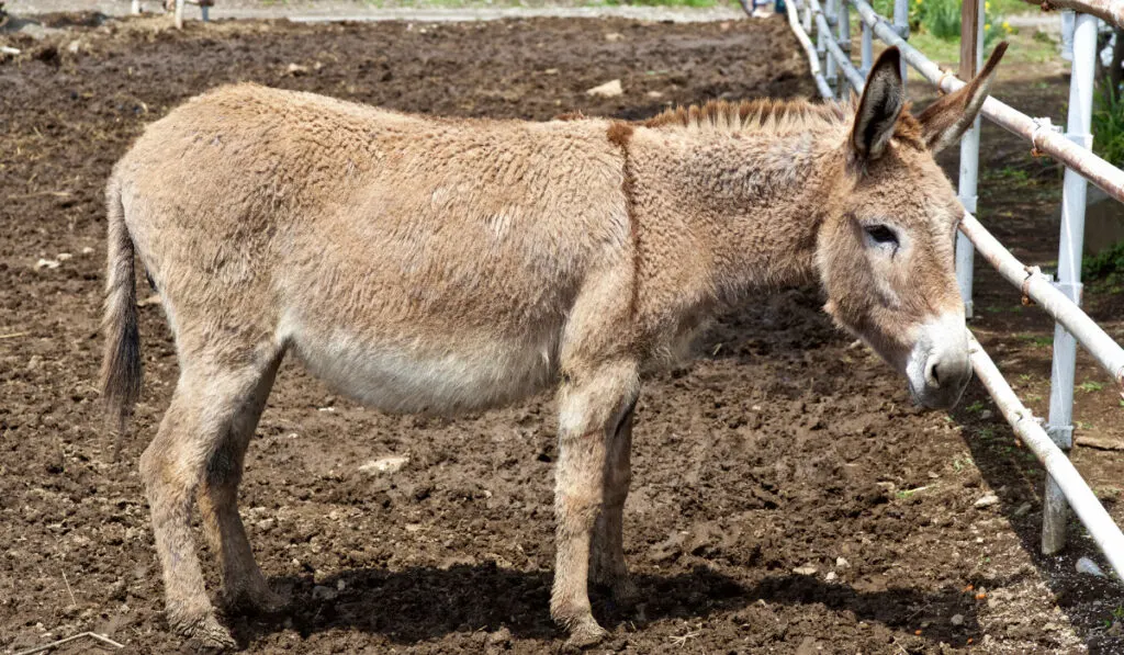 brown donkey inside a pen