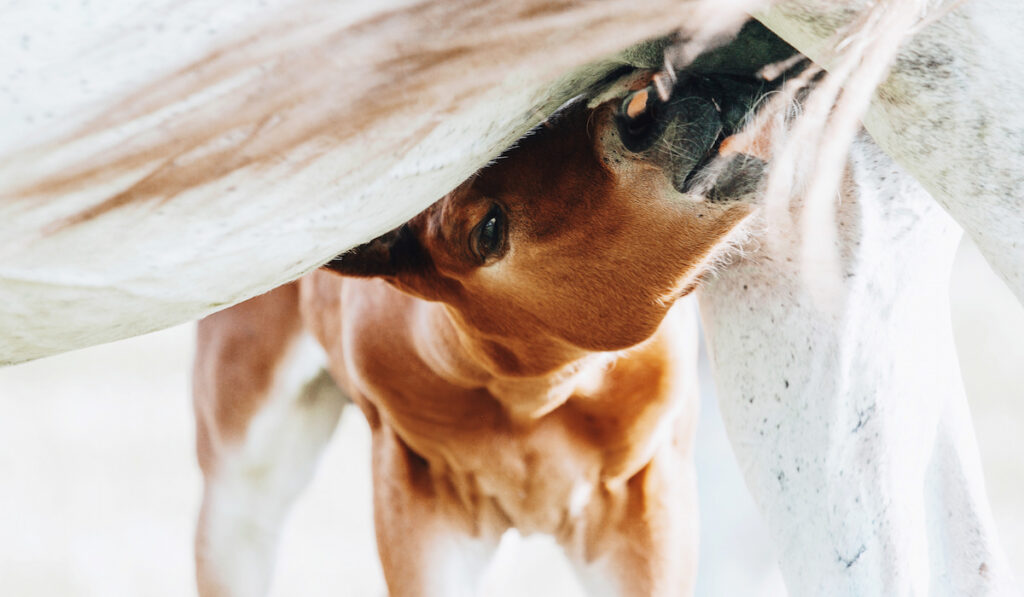 brown foal drinking milk