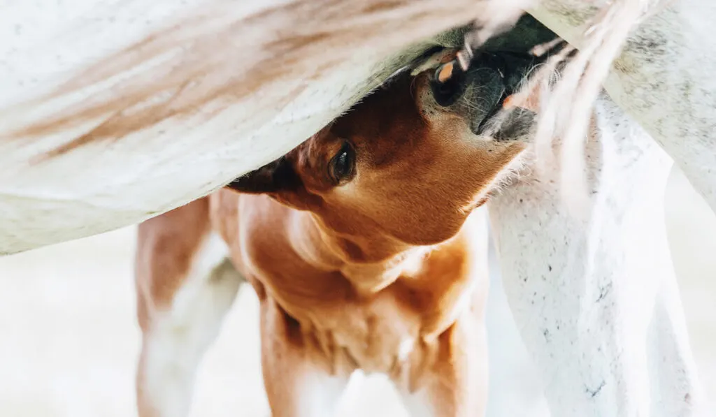 brown foal drinking milk