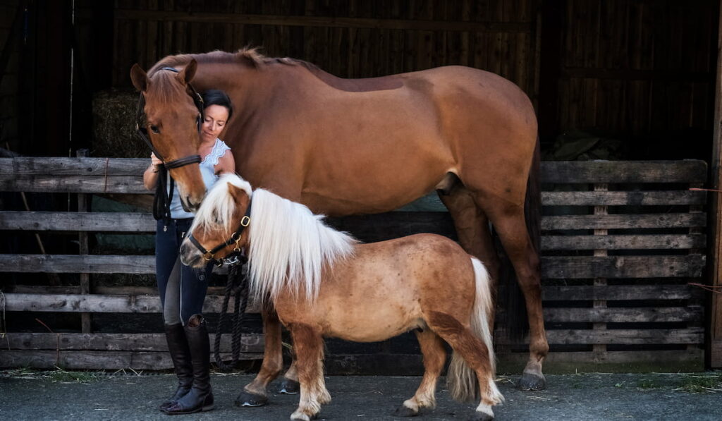 brown horse and a Shetland pony