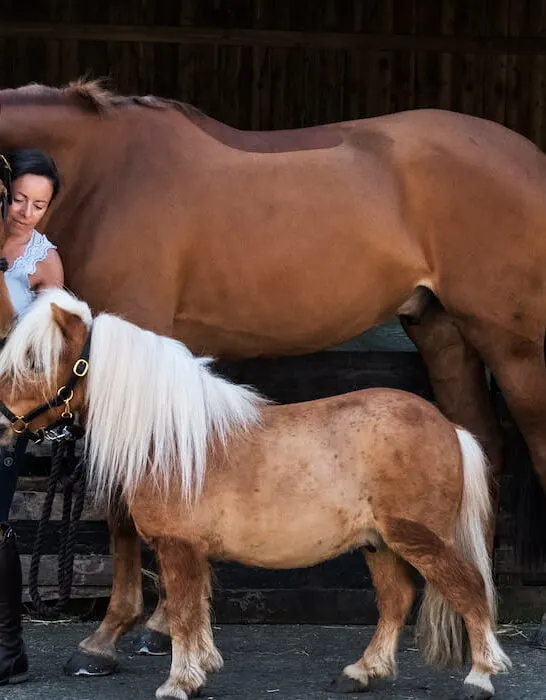 brown horse and a shetland pony