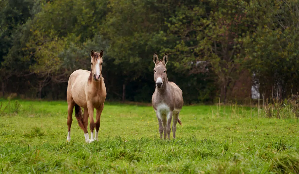 brown horse and grey donkey photo
