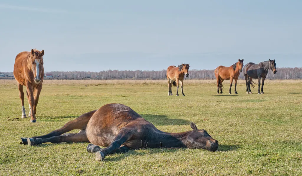 brown horse lying on grass and other horses grazing in pasture