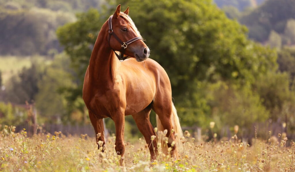 brown horse standing