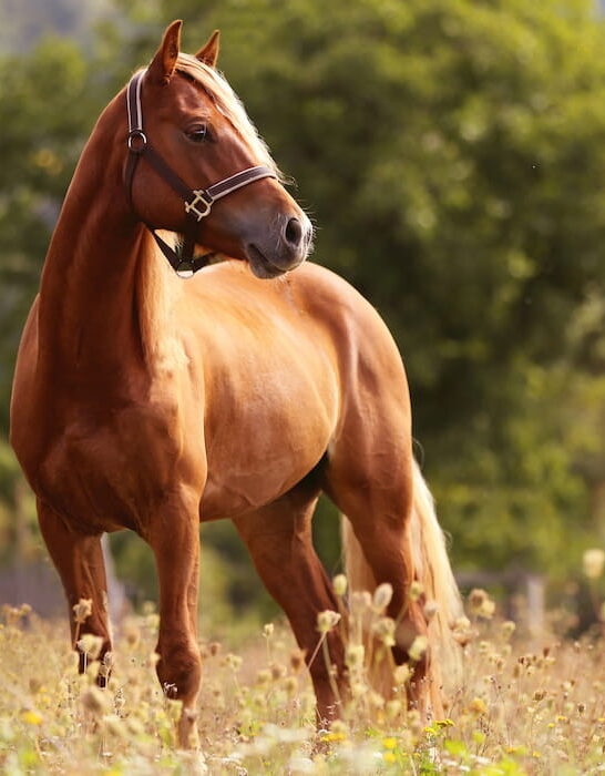 brown horse standing