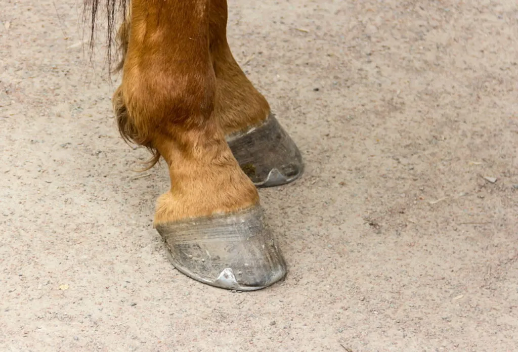 brown horse wearing a hoof boots horseshoe