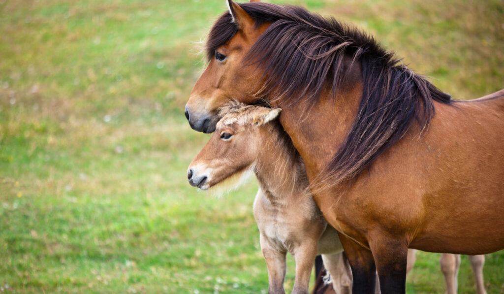 brown horse with her foal