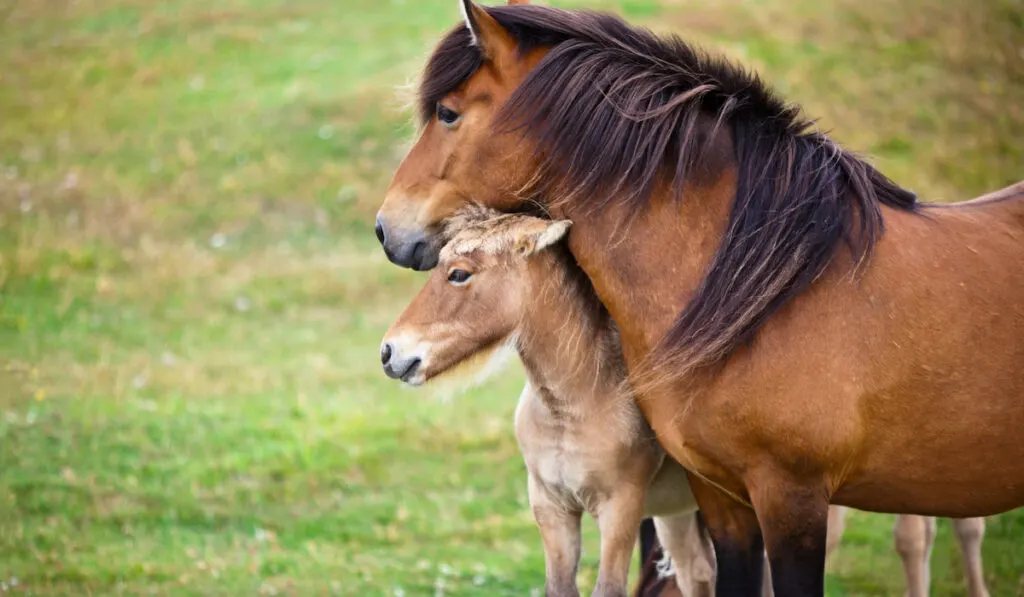 brown horse with her foal