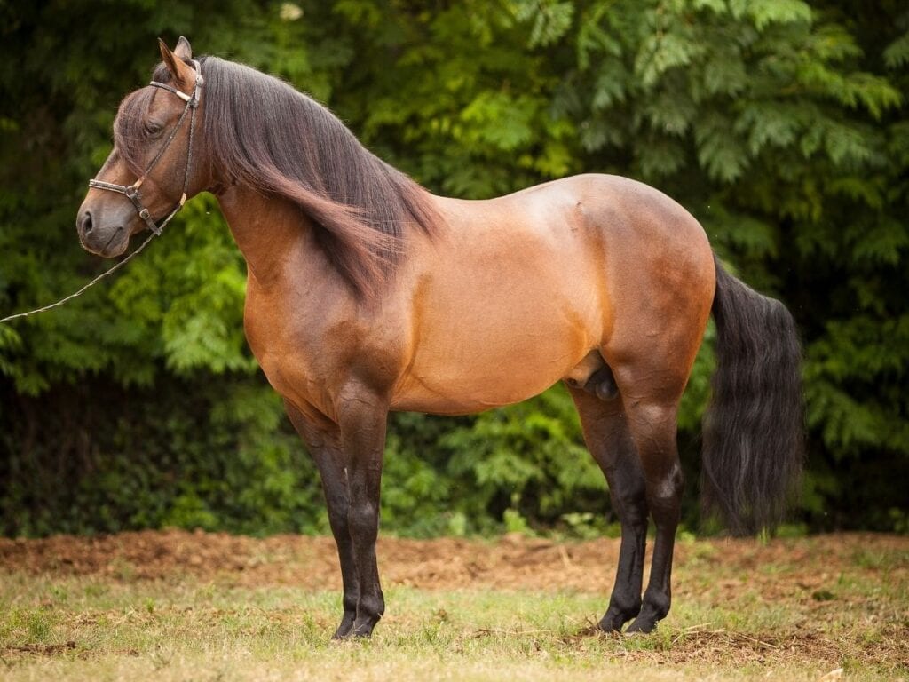 gaited brown paso fino stallion standing in a field