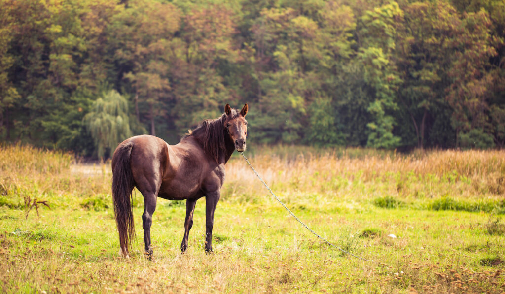 brown quarter horse