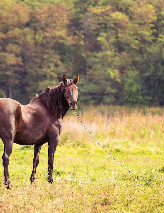 brown quarter horse