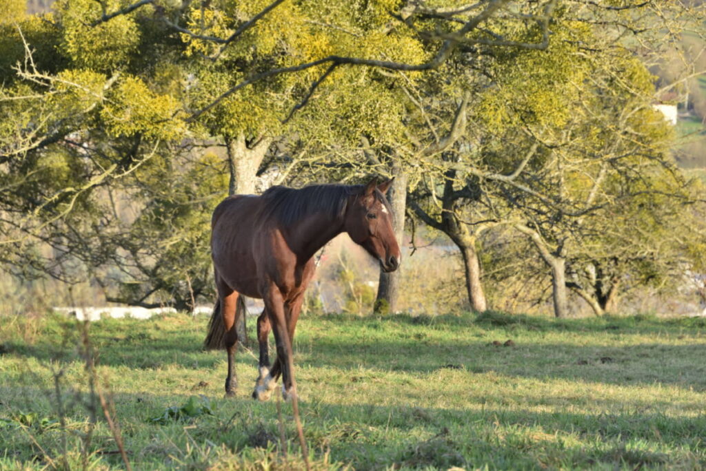 brown selle francais horse wandering alone in the woods